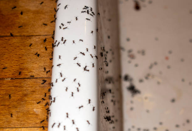 Best Wasp Removal Services  in Norwich, NY