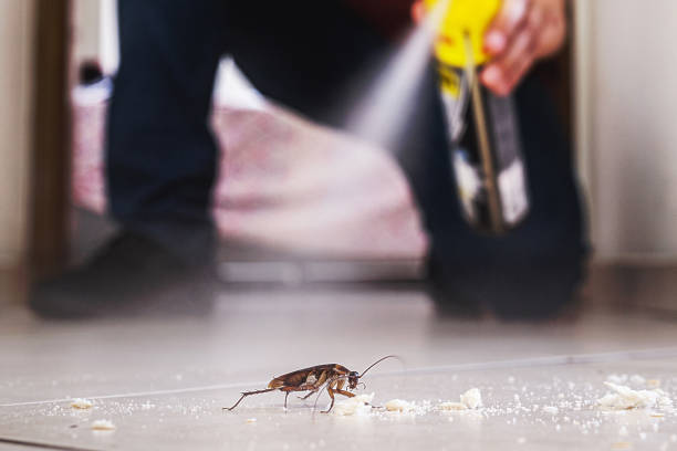 Best Termite Control Services  in Norwich, NY